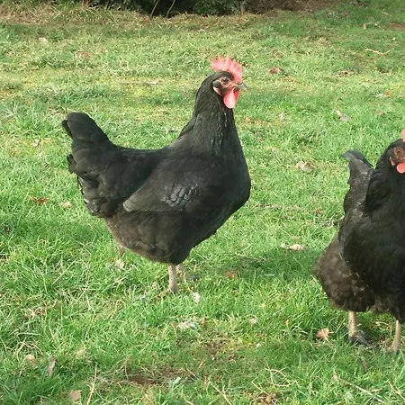 Kır Evi Rigal Manoir *